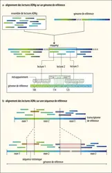 Alignement des lectures sur une séquence de référence (<em>mapping</em>) - crédits : Encyclopædia Universalis France