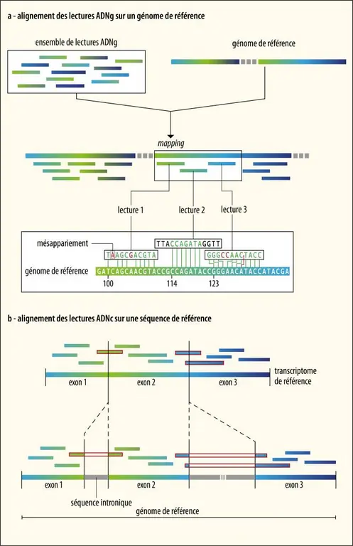 Alignement des lectures sur une séquence de référence (<em>mapping</em>)