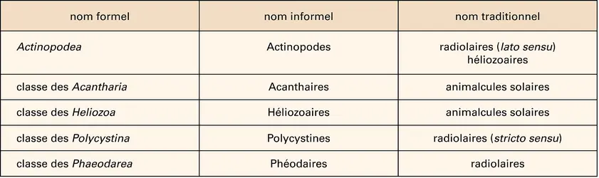 Actinopodes : les différentes classes - crédits : Encyclopædia Universalis France