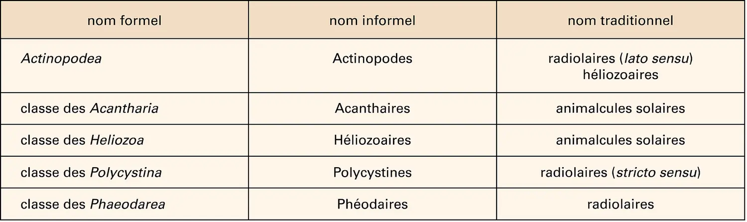 Actinopodes : les différentes classes
