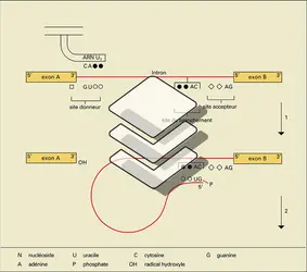 Clivage d'un intron - crédits : Encyclopædia Universalis France