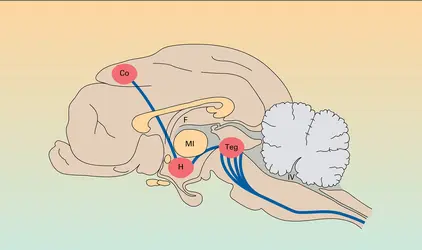 Voies centrales dans les régulations circulatoires - crédits : Encyclopædia Universalis France