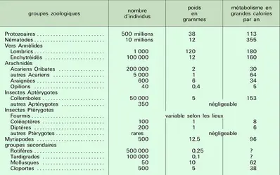 Nombre d'animaux du sol en région tempérée - crédits : Encyclopædia Universalis France