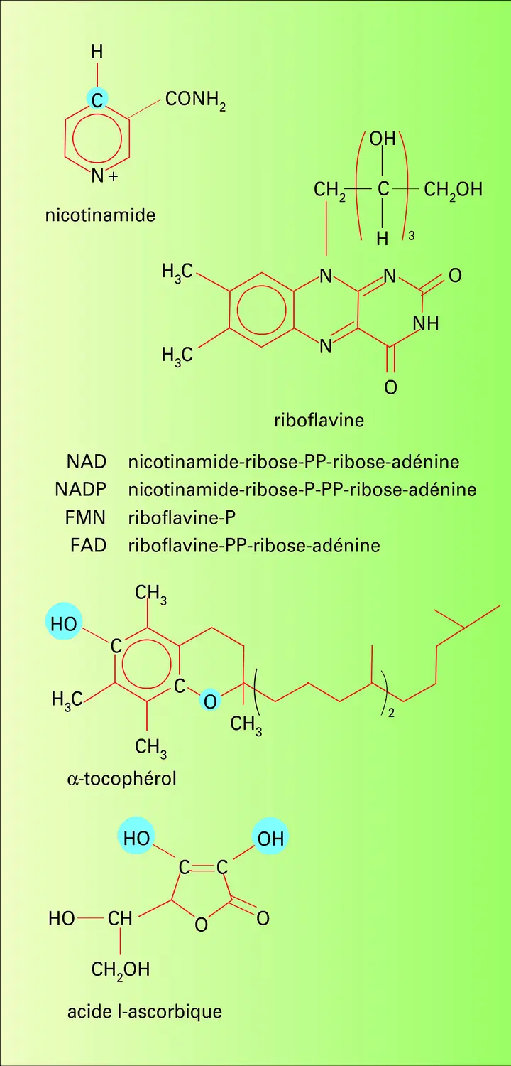 Vitamines d'oxydoréduction