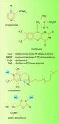 Vitamines d'oxydoréduction - crédits : Encyclopædia Universalis France