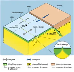 Mouvements de convection et tectonique des plaques - crédits : Encyclopædia Universalis France