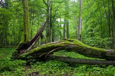 Forêt de Bialowieza, Pologne - crédits :  (A. Bolbot/ Shutterstock