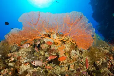 La faune corallienne - crédits : Reinhard Dirscherl/ Ullstein bild/ Getty Images