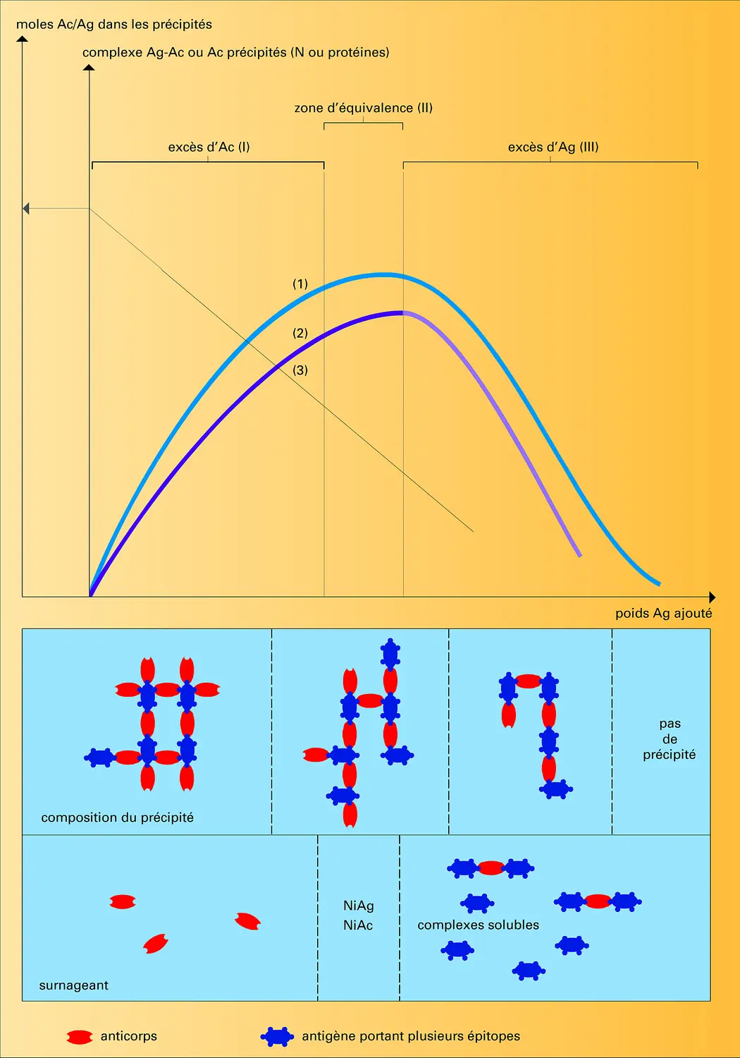 Précipitation quantitative antigène-anticorps