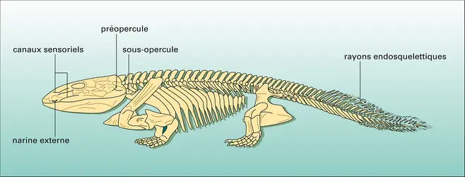 Ichtyostega : squelette complet - crédits : Encyclopædia Universalis France