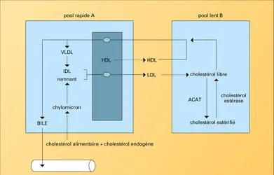 Transport du cholestérol - crédits : Encyclopædia Universalis France