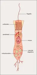 Choanocyte d'Éponge - crédits : Encyclopædia Universalis France