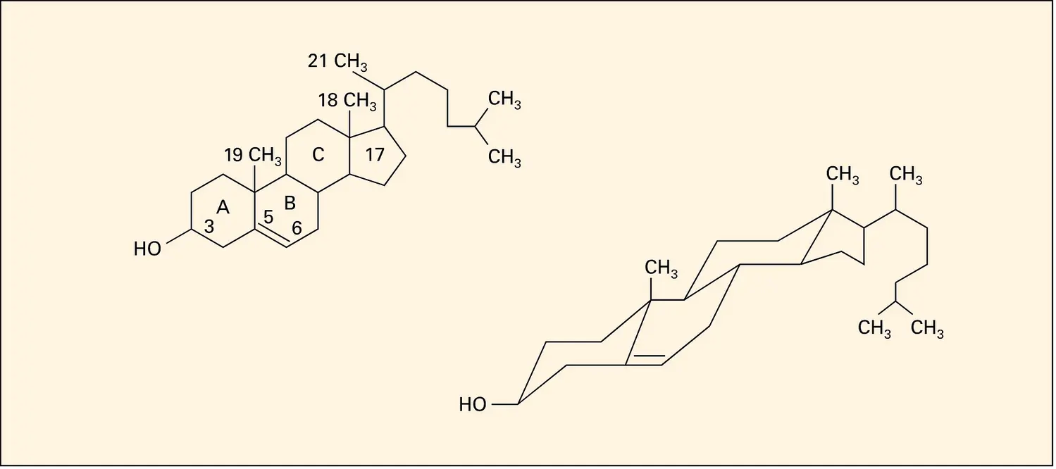 Molécule du cholestérol