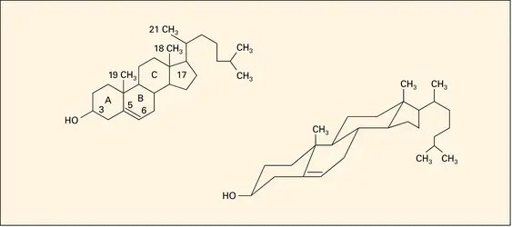 Molécule du cholestérol - crédits : Encyclopædia Universalis France