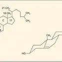 Molécule du cholestérol - crédits : Encyclopædia Universalis France