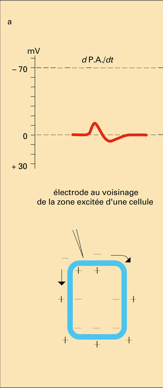 Potentiels biomembranaires - vue 1