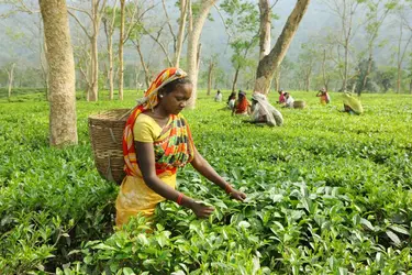 Cueillette du thé en Inde - crédits : Dinodia Photo/ The Image Bank Unreleased/ getty Images