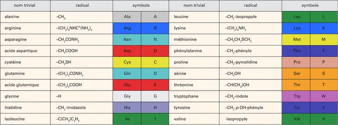 Amino-acides - crédits : Encyclopædia Universalis France