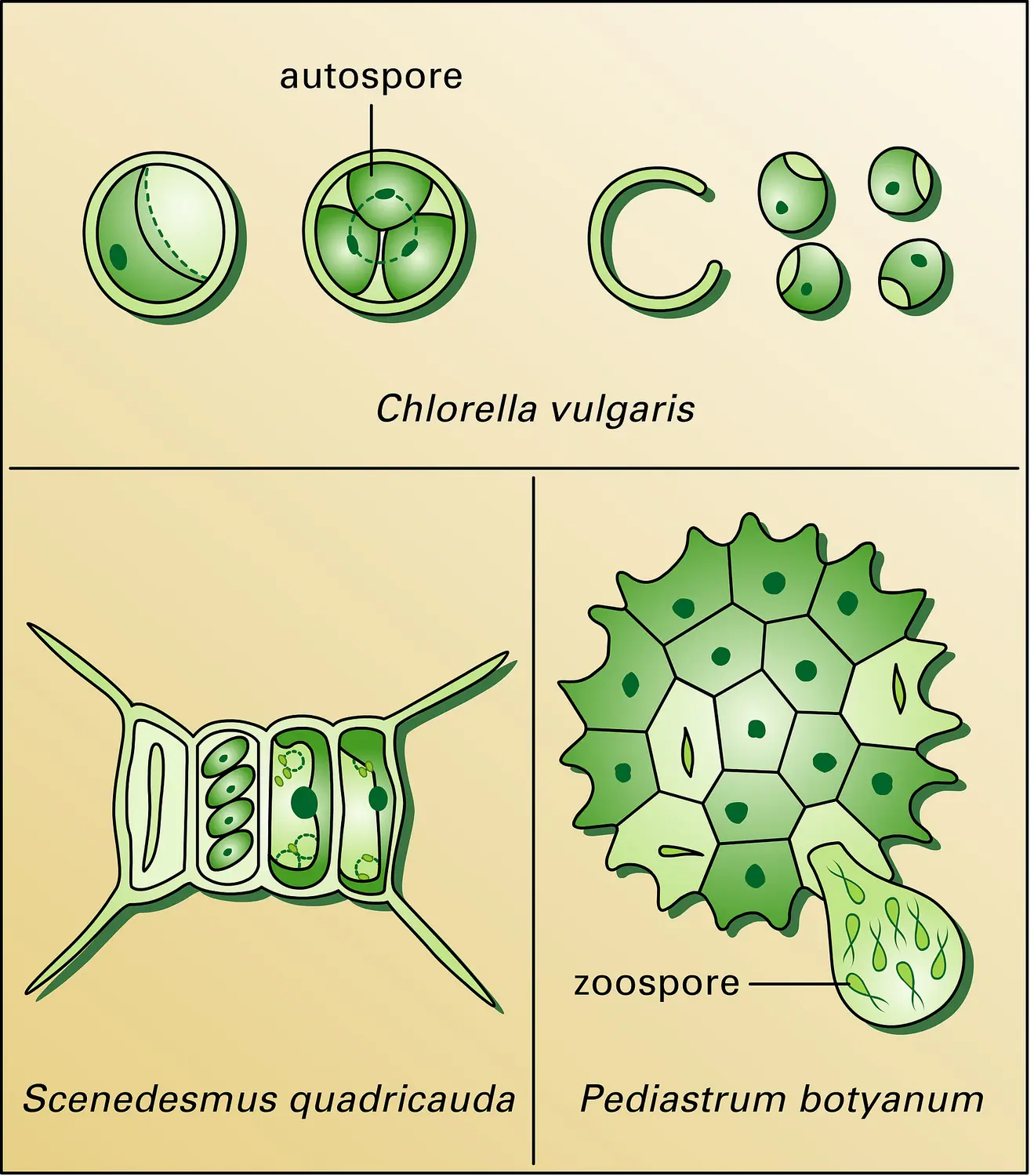 Chlorococcales