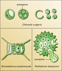 Chlorococcales - crédits : Encyclopædia Universalis France