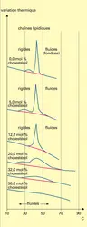 Addition à une préparation de phospholipides - crédits : Encyclopædia Universalis France