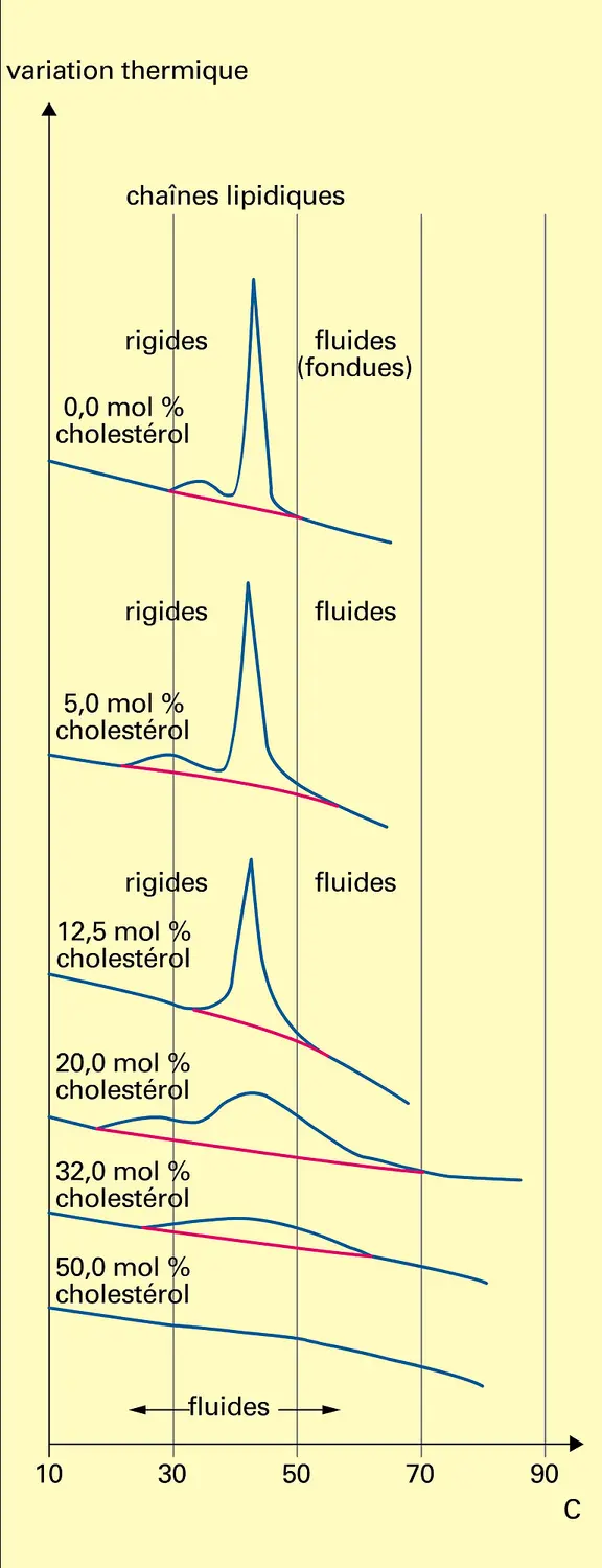 Addition à une préparation de phospholipides