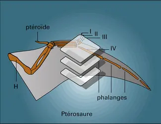 Tétrapodes : ailes - crédits : Encyclopædia Universalis France