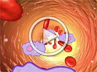 Système immunitaire - crédits : Planeta Actimedia S.A.© Encyclopædia Universalis France pour la version française.