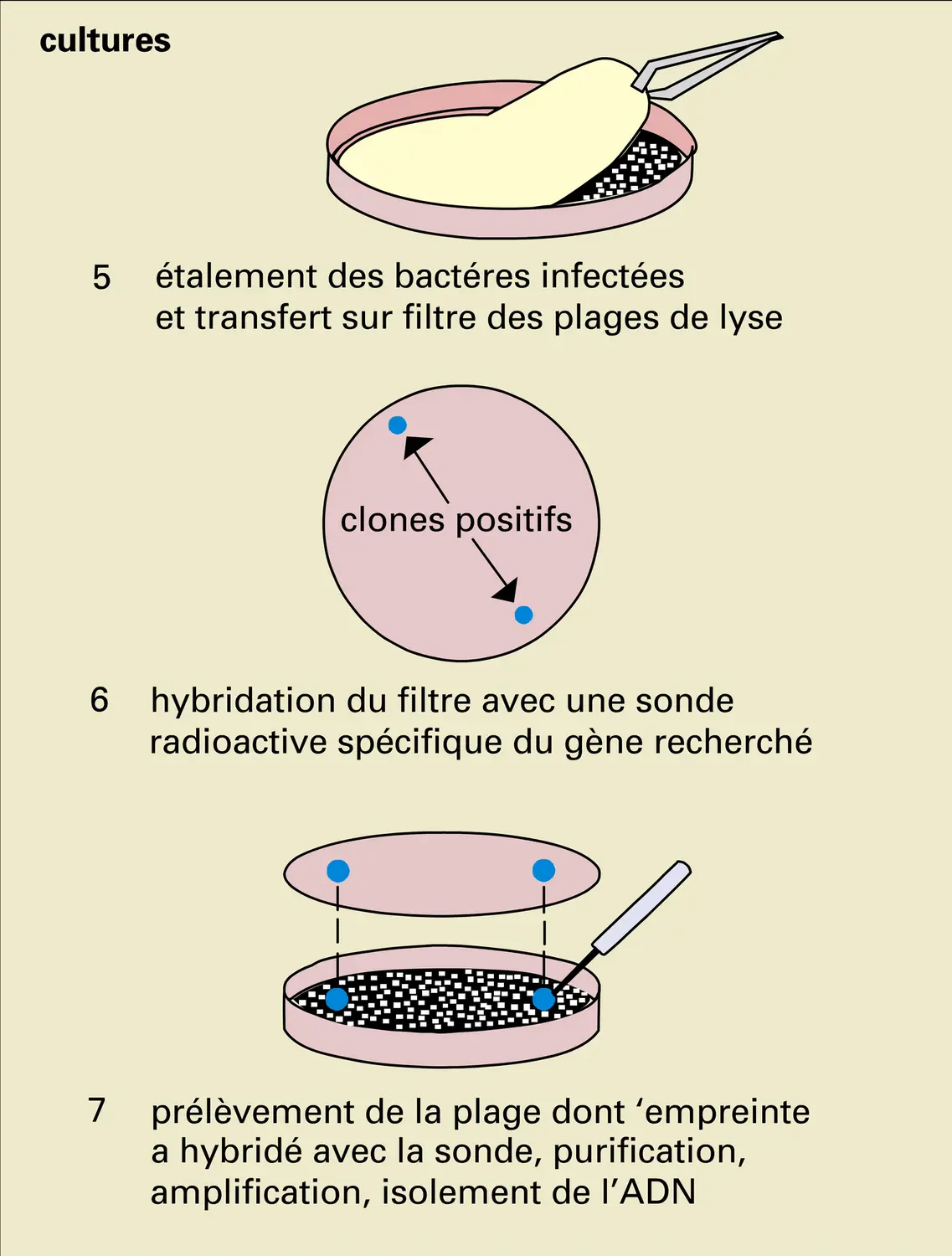 Clonage d'ADN - vue 3