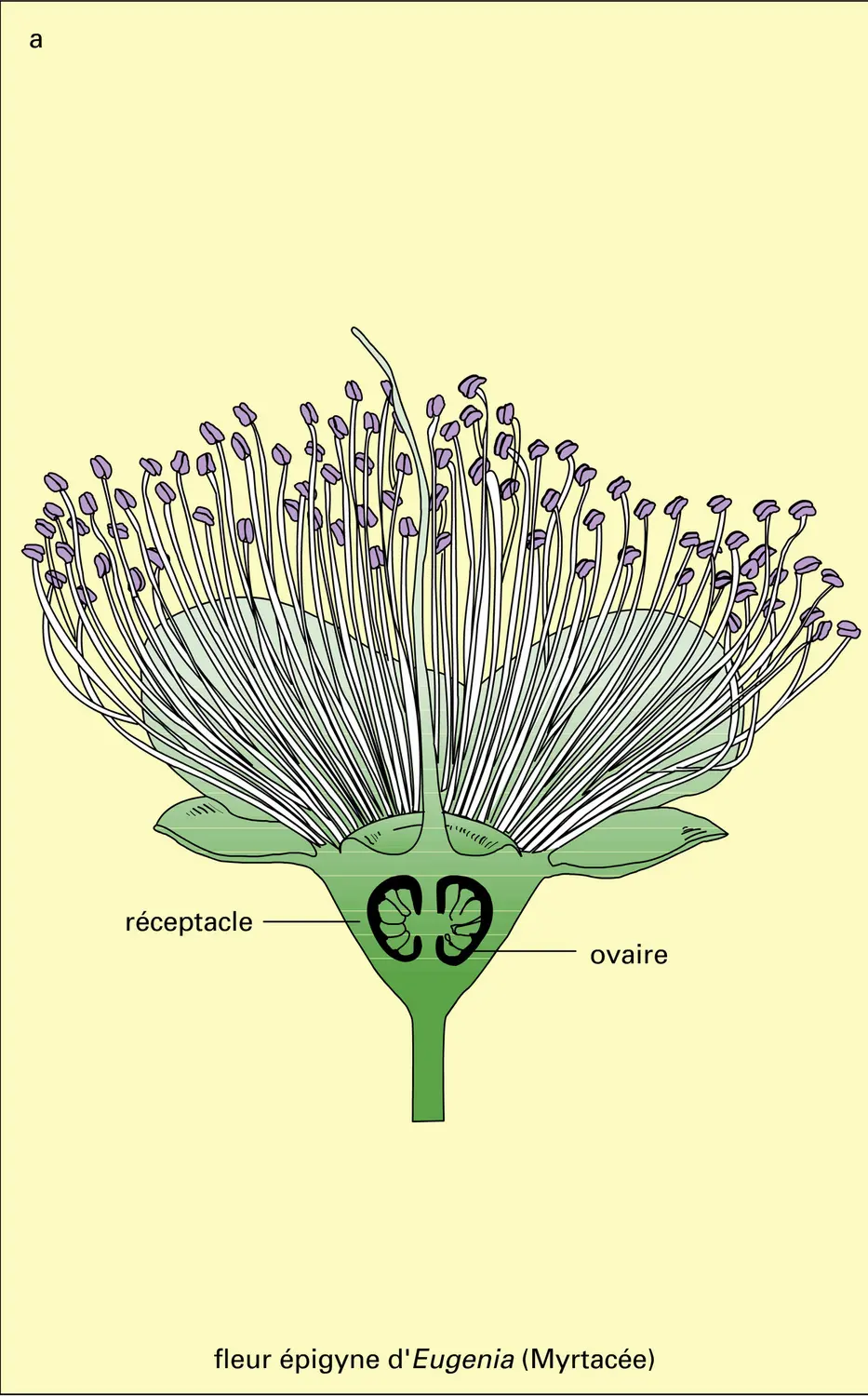 Myrtales : types floraux - vue 1