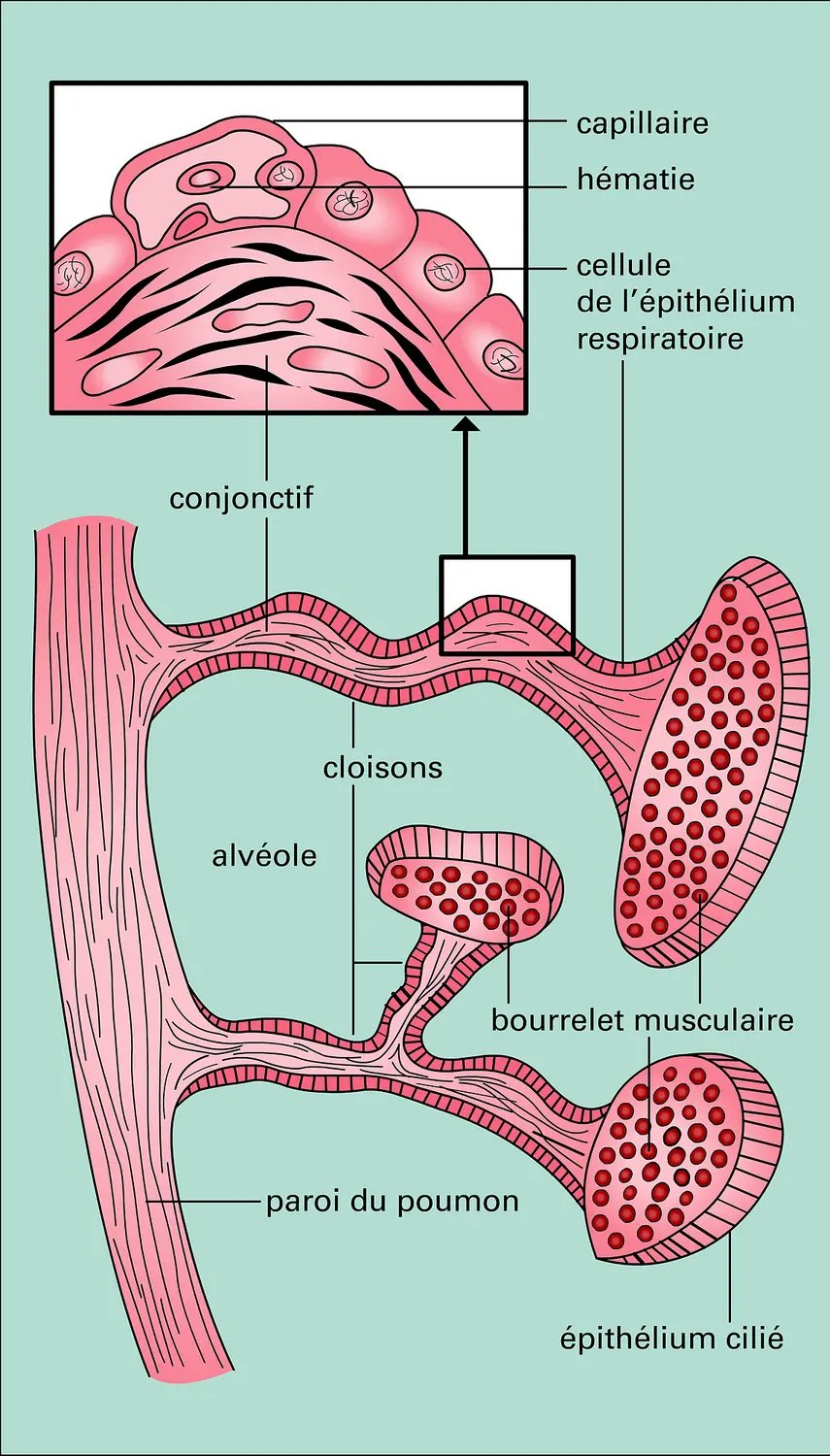 Poumon de grenouille