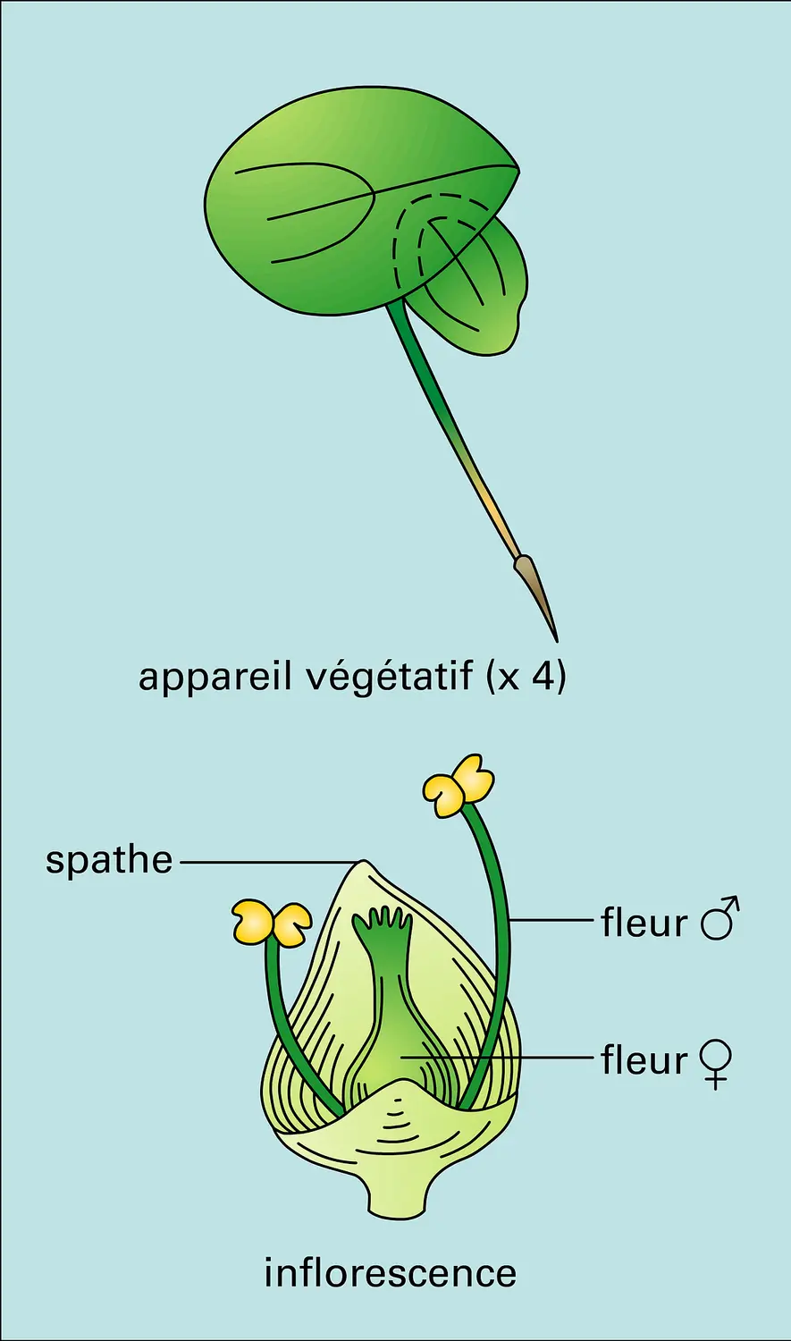 Lemna minor L.