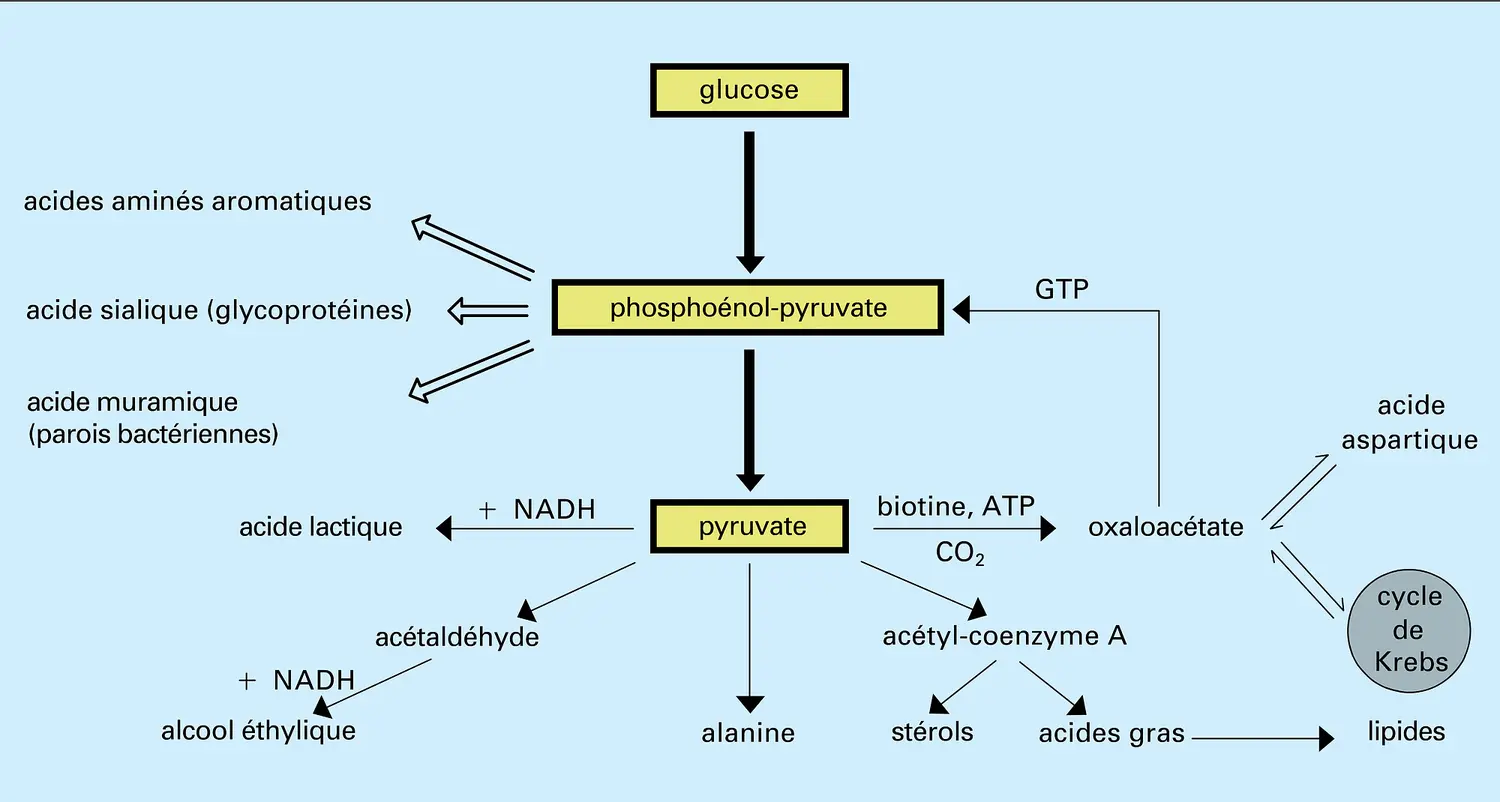 Acide pyruvique