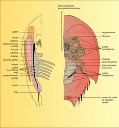 Limule : organisation générale - crédits : Encyclopædia Universalis France