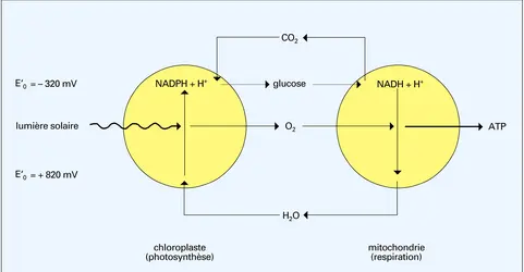 Transfert énergétique dans une cellule végétale - crédits : Encyclopædia Universalis France