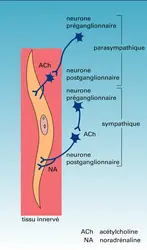 Voies parasympathiques et orthosympathiques - crédits : Encyclopædia Universalis France