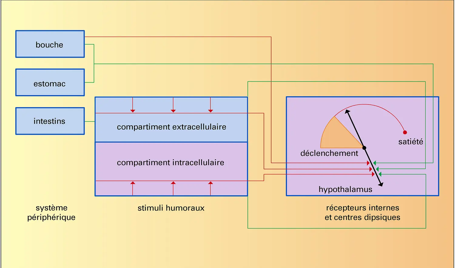 Régulation et comportement