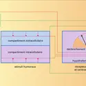 Régulation et comportement - crédits : Encyclopædia Universalis France