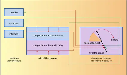 Régulation et comportement - crédits : Encyclopædia Universalis France