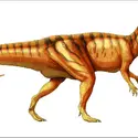 Ceratosaurus - crédits : Encyclopædia Universalis France