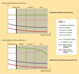 Biodiversité et gradient d'urbanisation - crédits : Encyclopædia Universalis France