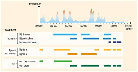 Occupants successifs de la grotte de Denisova - crédits : Encyclopædia Universalis France