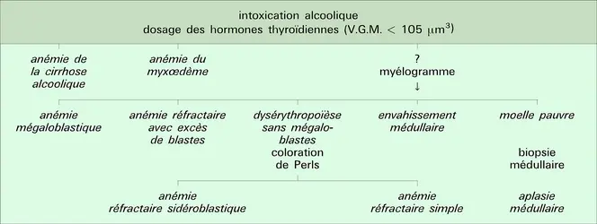 Anémie normochrome macrocytaire arégénérative - crédits : Encyclopædia Universalis France