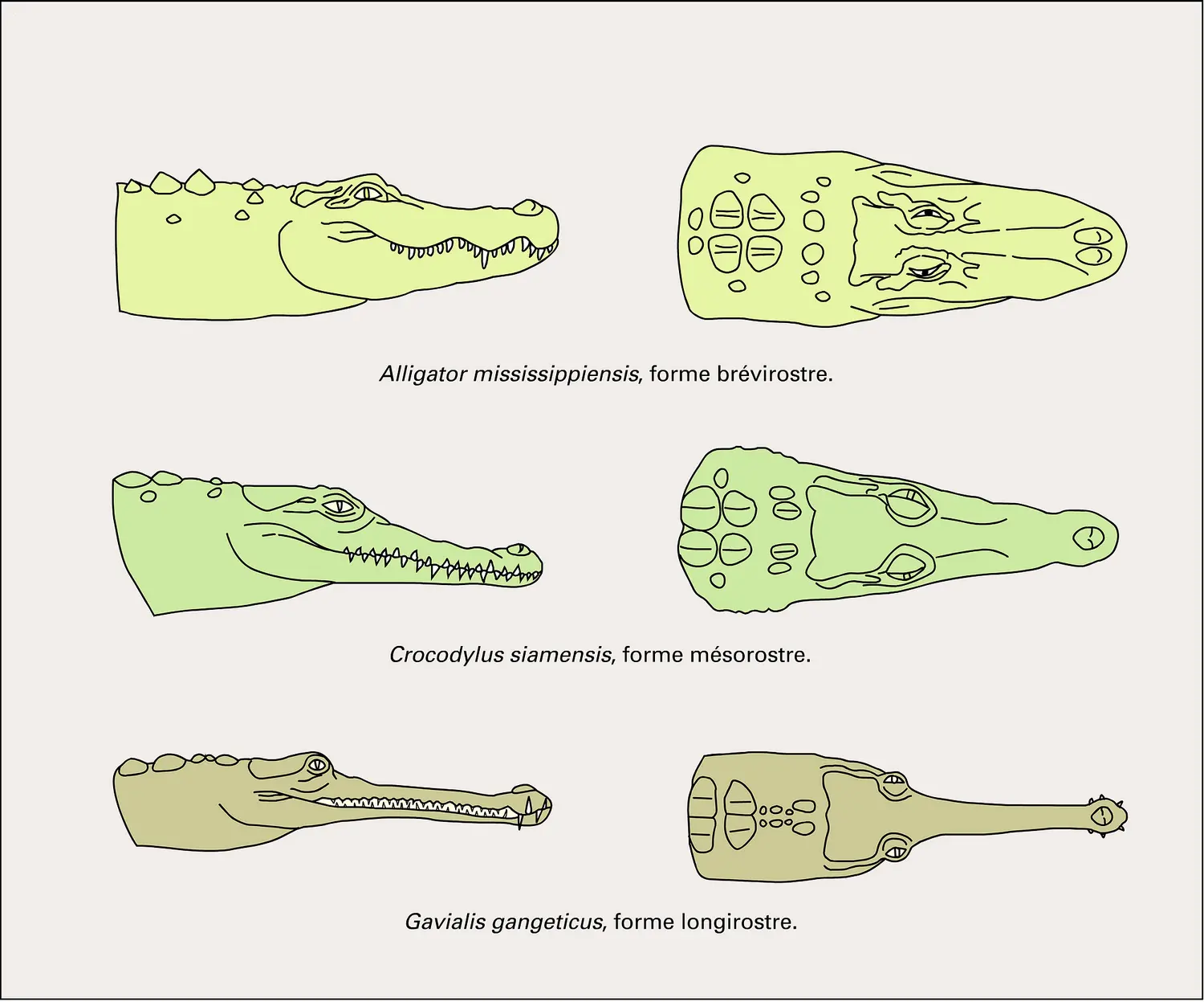 Morphologie crânienne