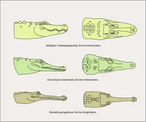 Morphologie crânienne - crédits : Encyclopædia Universalis France