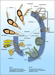 Cycle de la rouille noire du blé - crédits : Encyclopædia Universalis France