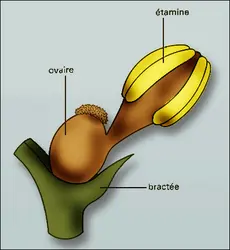 Sarcandra glabra : fleur - crédits : Encyclopædia Universalis France