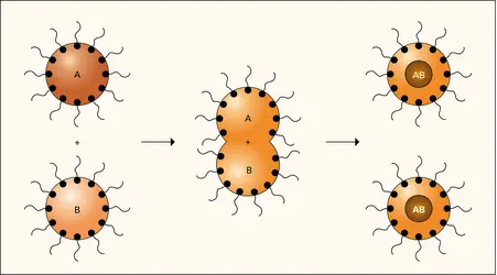 Nanoparticules : production de grains de taille homogène - crédits : Encyclopædia Universalis France