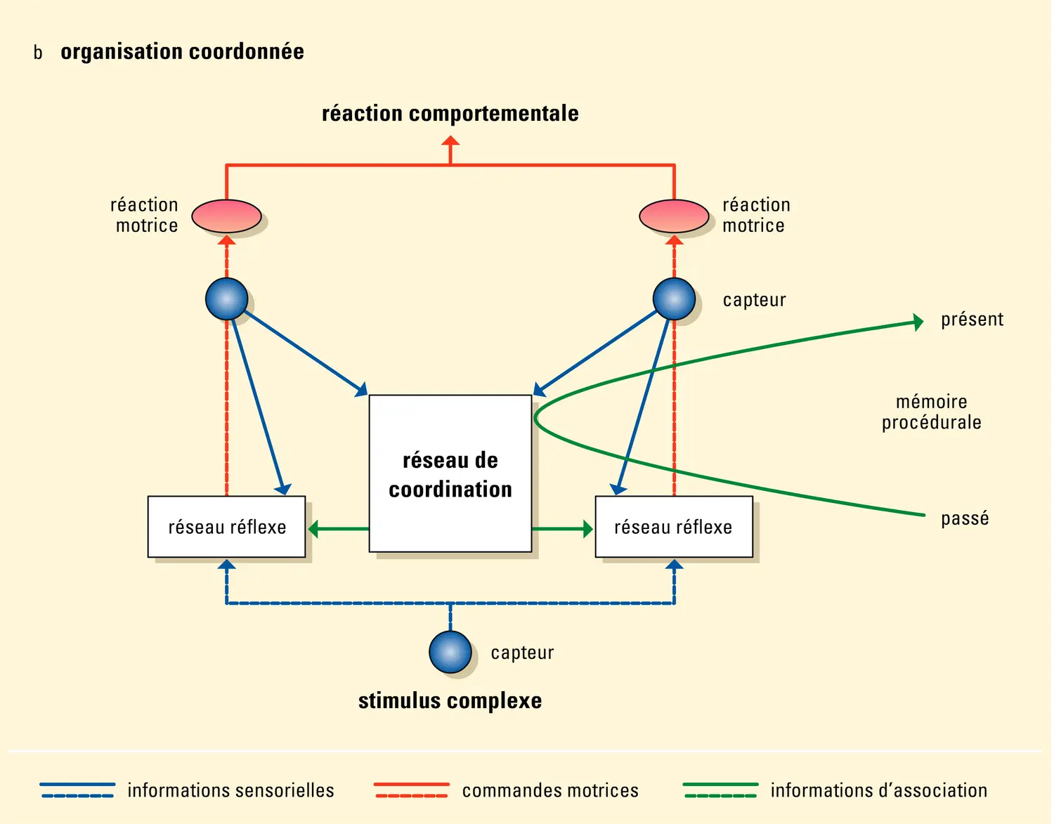 Vision : les trois grands types d'organisations nerveuses - vue 2