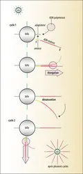 Principe de la PCR en émulsion (Ion Torrent<sup>®</sup>) - crédits : Encyclopædia Universalis France